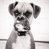 Entry image for Laila