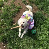 Entry image for Izzy