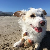 Entry image for Alice