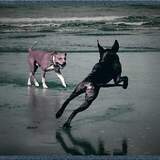 Entry image for Oso and Memphis