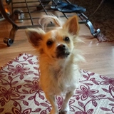 Entry image for Lance