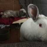 Entry image for Spike (& Milo)