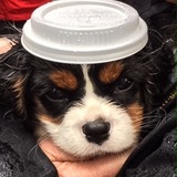 Entry image for Bayley