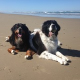 Entry image for Panzer & Dessa