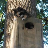 Entry image for Mama Kitty