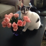 Entry image for Babe