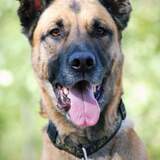 Entry image for Duncan