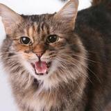 Entry image for Fluffy McMuffin