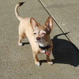 Entry image for Sadie