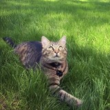 Entry image for Mugsy