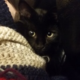 Entry image for Grimalkin