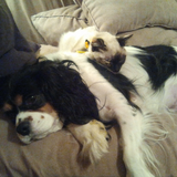 Entry image for Bandit and Mao