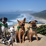 Entry image for Cheyanne, Captain, Chico, and Rumo