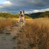 Entry image for Cozette