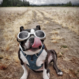 Entry image for Bandit