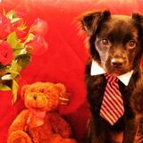 Entry image for Gordo 