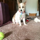 Entry image for Patton