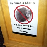 Entry image for Charlie The Curious Cat