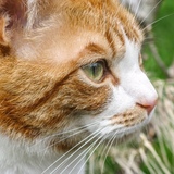 Entry image for Firestar 