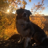 Entry image for Ellie