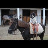 Entry image for Dozer