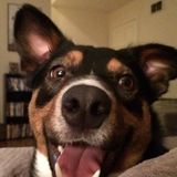 Entry image for Frankie