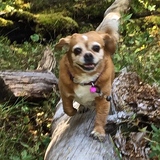 Entry image for Bailey