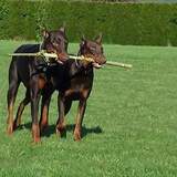 Entry image for Roscoe & canelo