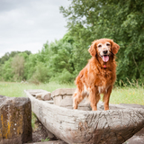 Entry image for Bella
