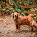 Entry image for Bella