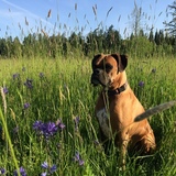 Entry image for Bella
