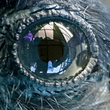 Entry image for Kitten