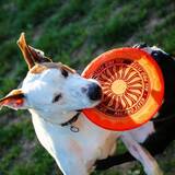 Entry image for Boomer