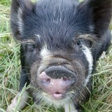 Entry image for Albert Einswine