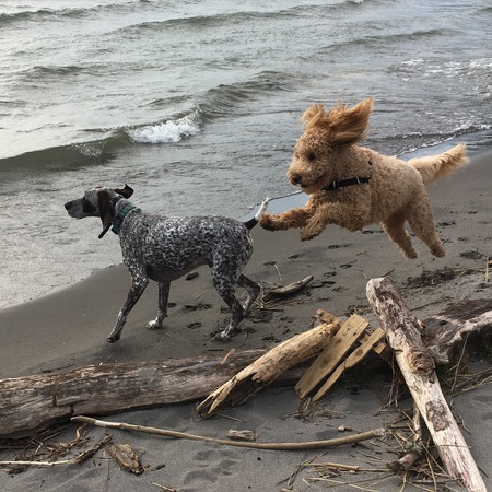 Entry image for Hogan and Bentley. Clicking this image will show a larger photo