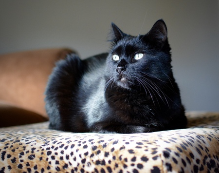 Entry image for Boo. Clicking this image will show a larger photo