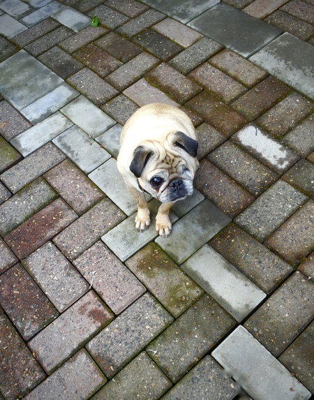 Entry image for Daisy. Clicking this image will show a larger photo