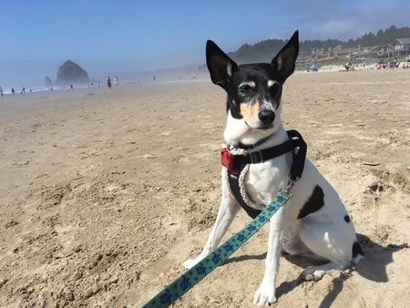 Entry image for Decker. Clicking this image will show a larger photo