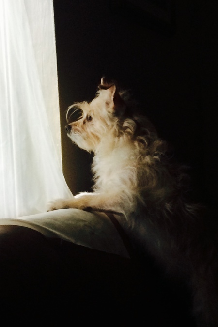 Entry image for Dahlia Comes Home . Clicking this image will show a larger photo