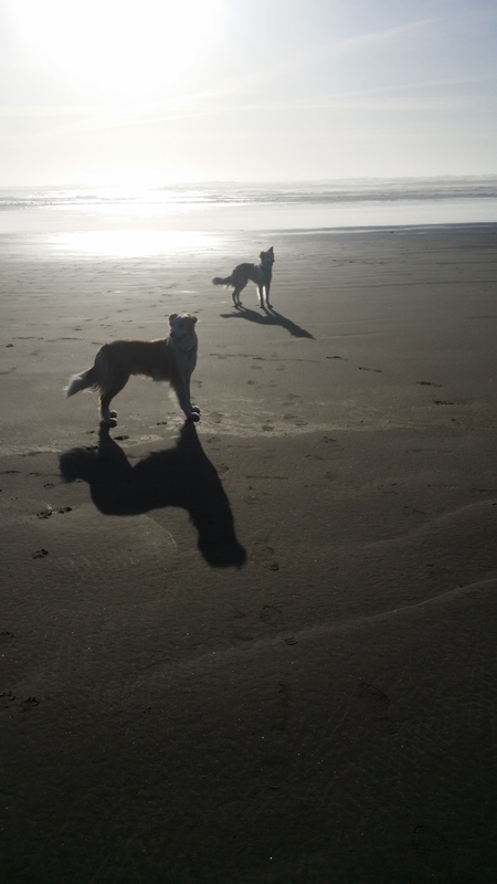 Entry image for GIZMO & STRIPE . Clicking this image will show a larger photo