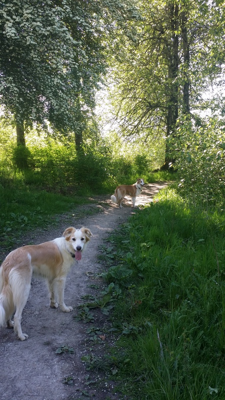 Entry image for Gizmo & Stripe . Clicking this image will show a larger photo