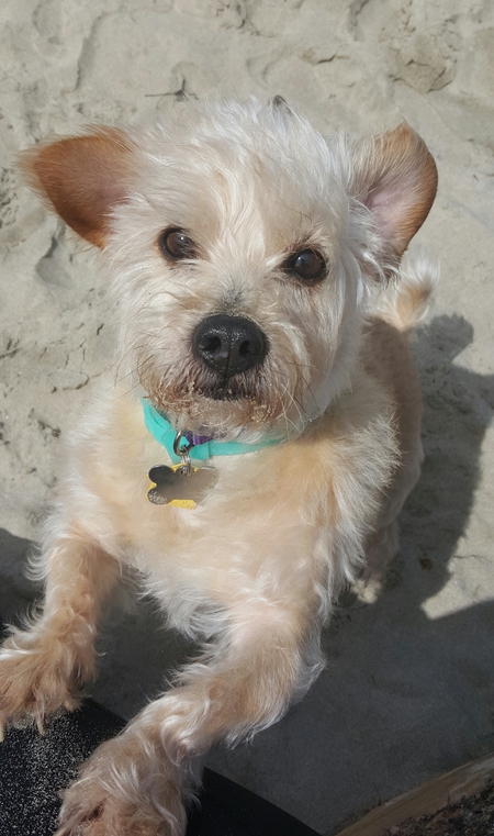 Entry image for Stitch. Clicking this image will show a larger photo