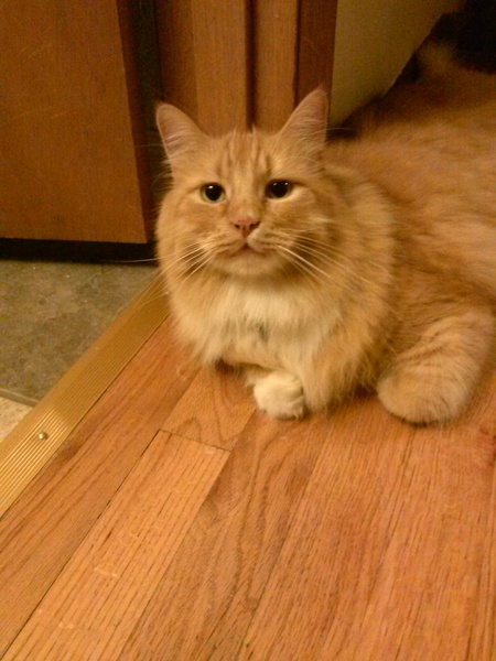 Entry image for Petzl. Clicking this image will show a larger photo