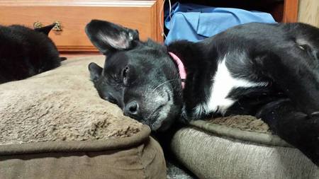 Entry image for Dolce Morris. Clicking this image will show a larger photo