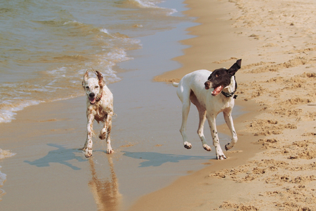 Entry image for Bert & Mose. Clicking this image will show a larger photo