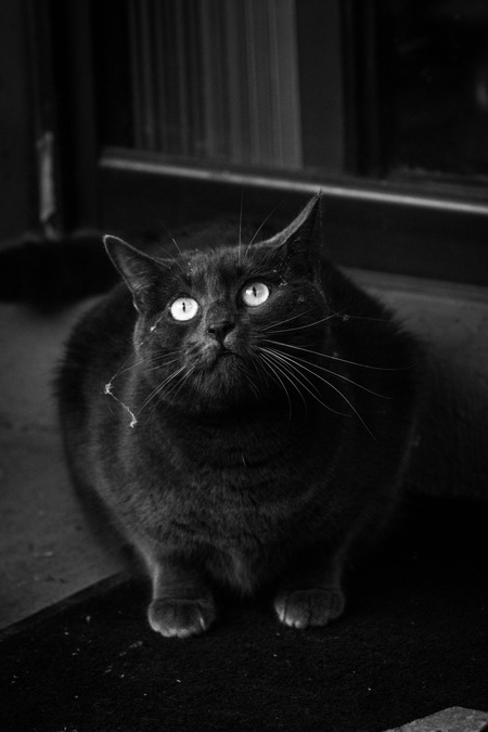 Entry image for Midnight . Clicking this image will show a larger photo