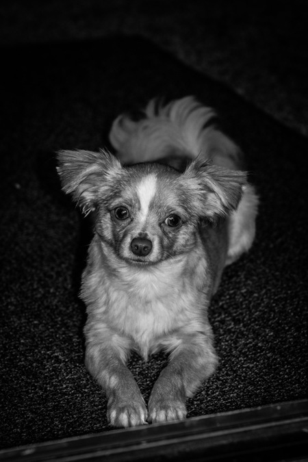 Entry image for Milo. Clicking this image will show a larger photo