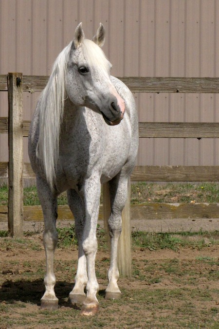 Entry image for Phantom. Clicking this image will show a larger photo