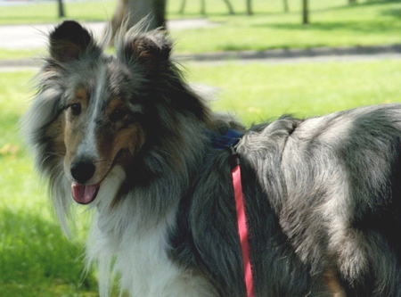 Entry image for Indy. Clicking this image will show a larger photo