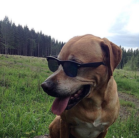 Entry image for Duke . Clicking this image will show a larger photo